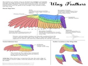 Writing about wing anatomy