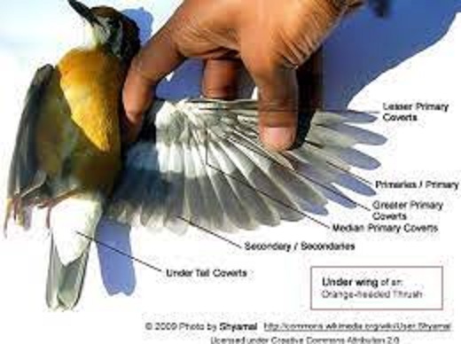 wing anatomy