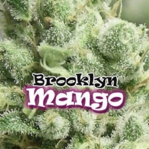 Brooklyn Mango seeds