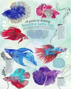 Betta Fish Tumour