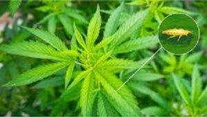 Cannabis Garden Pests